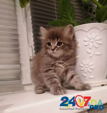 Котятки Kaspiysk - photo 1