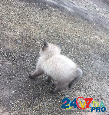 Продам сиамского котёнка Bratsk - photo 2