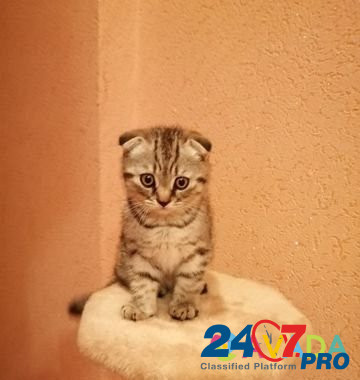 Котик ждёт новый дом, кушает все, к лотку приучен Ryazan' - photo 1