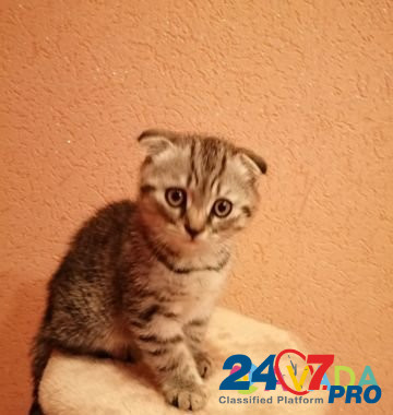 Котик ждёт новый дом, кушает все, к лотку приучен Ryazan' - photo 2
