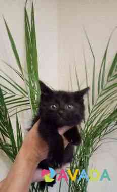 Невероятно милый Чёрный Котёнок Voronezh