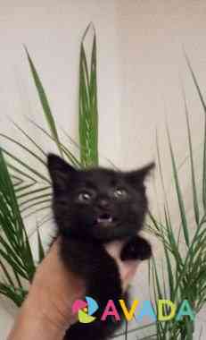 Невероятно милый Чёрный Котёнок Voronezh