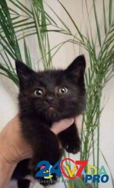 Невероятно милый Чёрный Котёнок Voronezh - photo 1