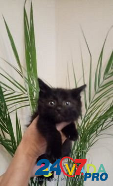 Невероятно милый Чёрный Котёнок Воронеж - изображение 2