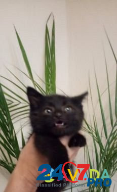 Невероятно милый Чёрный Котёнок Voronezh - photo 3