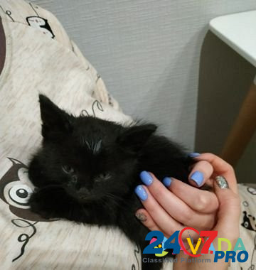 Котенок в добрые руки Tula - photo 3