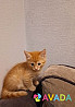 Котёнок 2 месяца в дар Nizhniy Novgorod