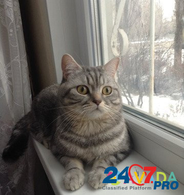 Вязка. Шотландский прямоухий кот Voronezh - photo 5