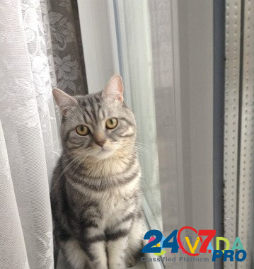 Вязка. Шотландский прямоухий кот Voronezh - photo 4