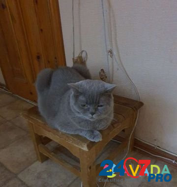 Потерялась кошка Ставрополь - изображение 2