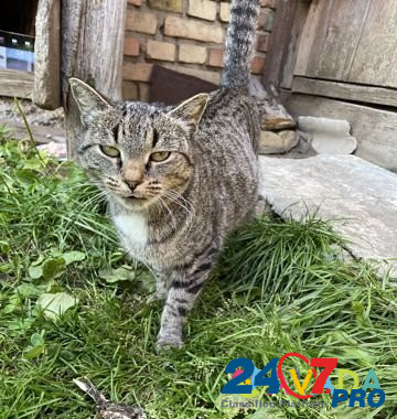 Кошка Cheboksary - photo 2