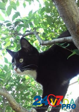 Котенок кошечка - Мася - талисман от всех болезней Saratov - photo 4