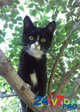 Котенок кошечка - Мася - талисман от всех болезней Saratov - photo 2