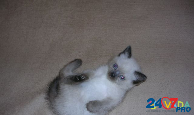 Сиамский котенок Tol'yatti - photo 1