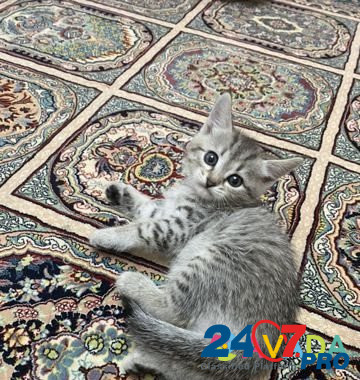 Кошка Махачкала - изображение 4