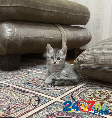 Кошка Makhachkala - photo 3