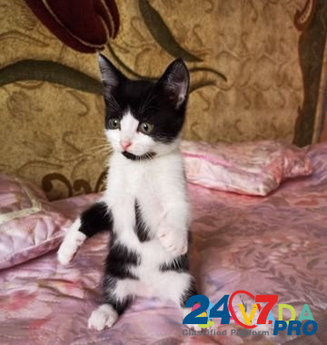 Отдаём котят в добрые руки Krasnodar - photo 1