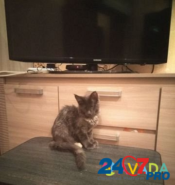 Котята мейн кун Tula - photo 6