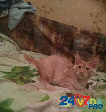 Котята мейн кун Tula - photo 4