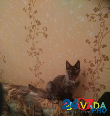 Котята мейн кун Tula - photo 3