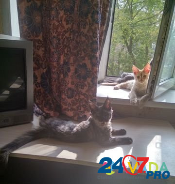 Котята мейн кун Tula - photo 1