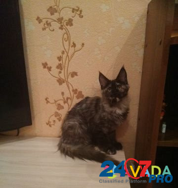 Котята мейн кун Tula - photo 8