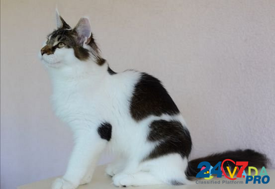 Мейн-кун котята из питомника Серпухов - изображение 3