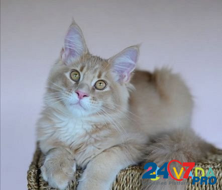 Мейн-кун котята из питомника Серпухов - изображение 5