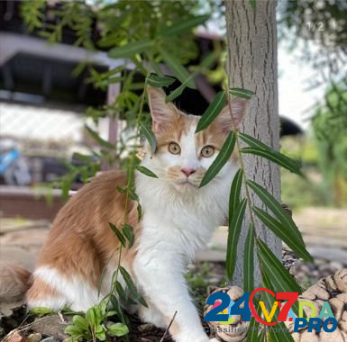 Мейн-кун котята из питомника Серпухов - изображение 7