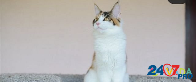 Мейн-кун котята из питомника Серпухов - изображение 2