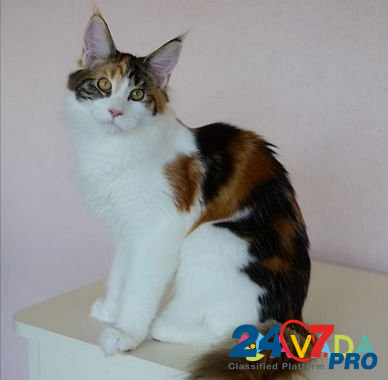 Мейн-кун котята из питомника Серпухов - изображение 4