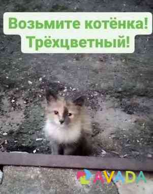Котята ищут дом Tuchkovo