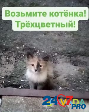 Котята ищут дом Tuchkovo - photo 1