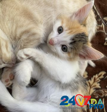 Отдадим котят в добрые руки Cheboksary - photo 7
