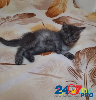 Кошка Zvenigorod - photo 2