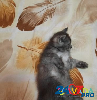 Кошка Звенигород - изображение 3