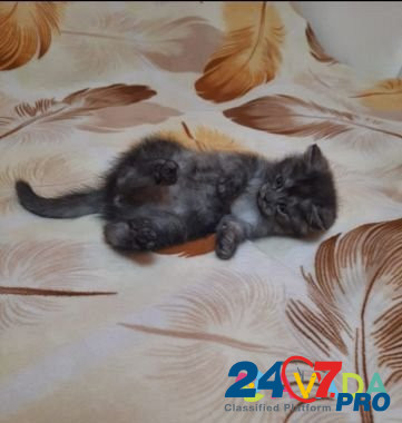 Кошка Zvenigorod - photo 1