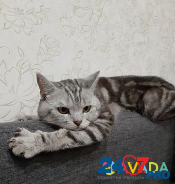 Вязка кот Birsk - photo 3