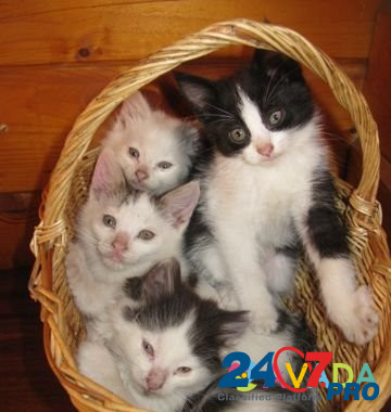 Котята в добрые руки Tver - photo 1