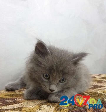 Котёнок мальчик Syzran' - photo 2