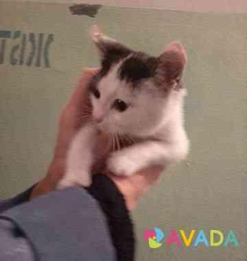 Котенок девочка Novocheboksarsk
