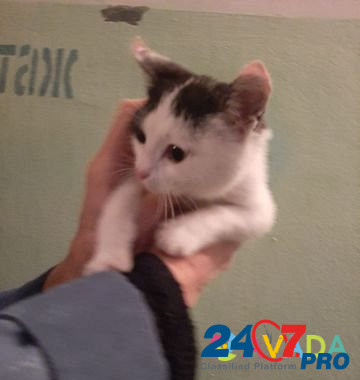 Котенок девочка Новочебоксарск - изображение 2