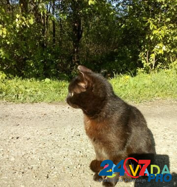 Кошка Yaransk - photo 1