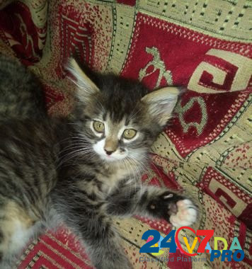 Кошка Shimorskoye - photo 1