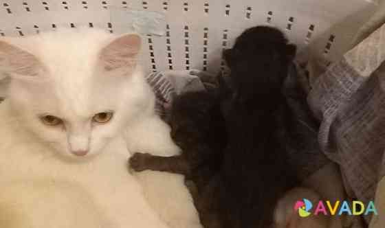 Котята белые шоколадно черные бомбей Uglich
