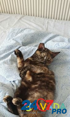Кошка Лайма,стерильная Tambov - photo 1