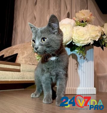 Котенок 2.5 мес Orenburg - photo 2