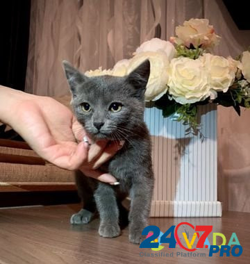 Котенок 2.5 мес Orenburg - photo 1