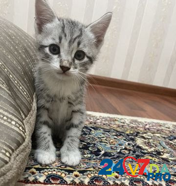 Кошка Makhachkala - photo 4