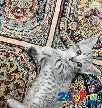 Кошка Махачкала - изображение 3
